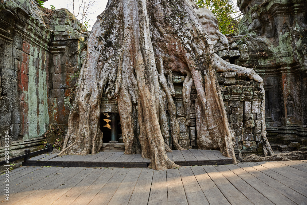 Naklejka premium Ta Prohm historic site in Cambodia.