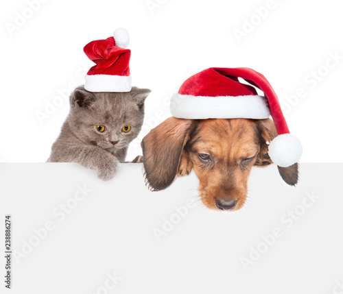 Cat and dog with red christmas hats above white banner looking down. isolated on white background © Ermolaev Alexandr