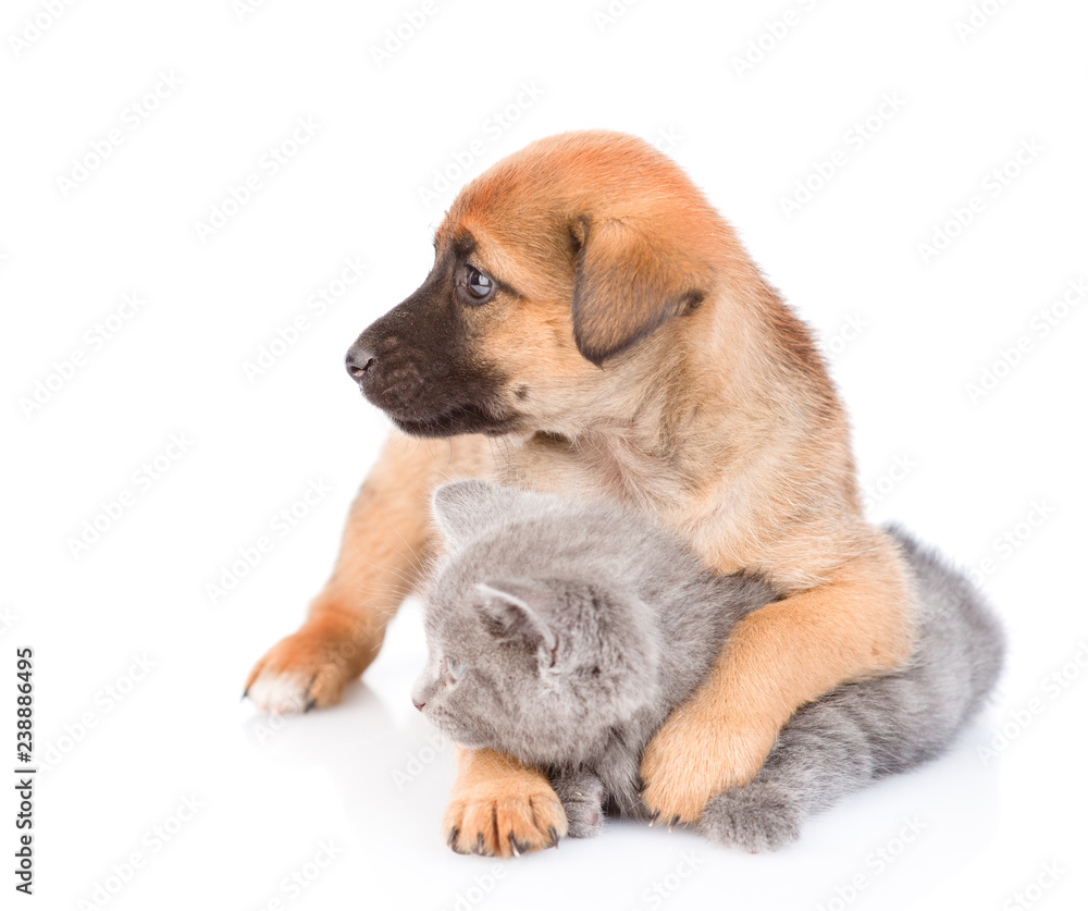 Mixed breed puppy hugging kitten and looking away. Isolated on white background Mixed breed puppy hugging kitten and looking away. Isolated on white background