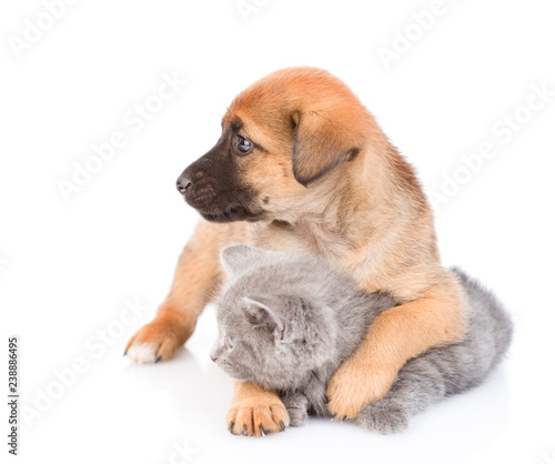 Mixed breed puppy hugging kitten and looking away. Isolated on white background