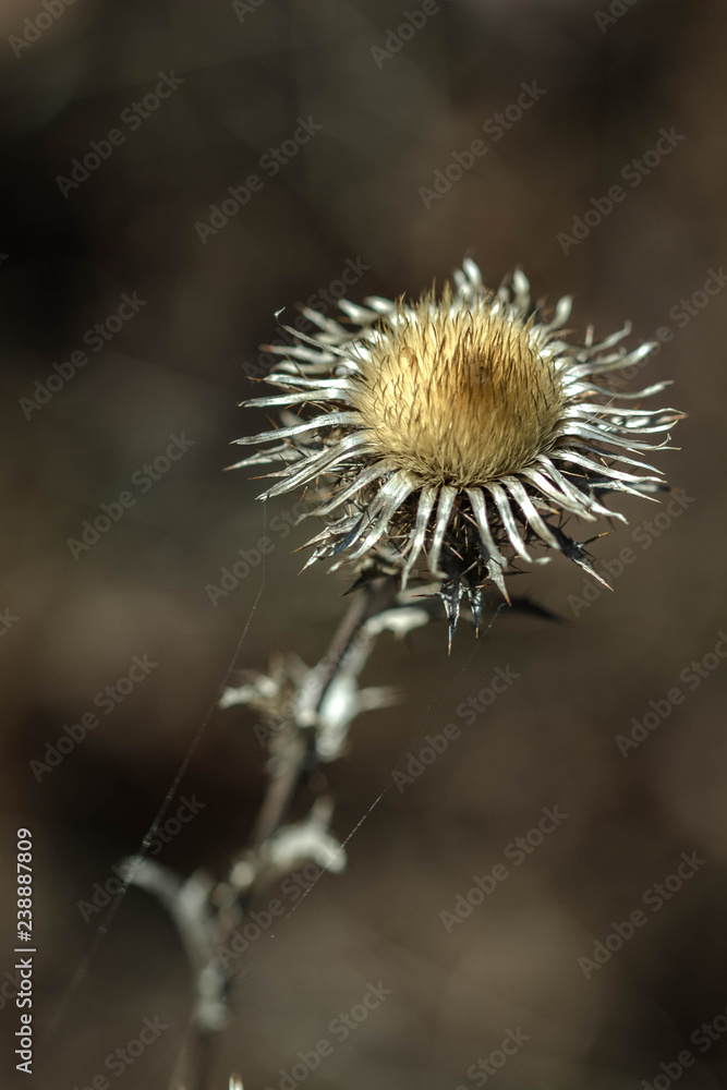 Brown flower