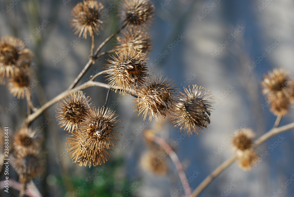 Obraz premium Verblühte Disteln im Winter