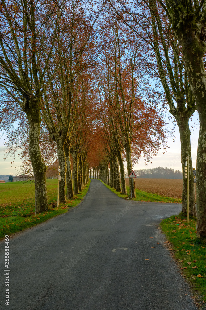 Carrefour de routes de campagne bordées de platanes, automne, Tarn, Occitanie, France