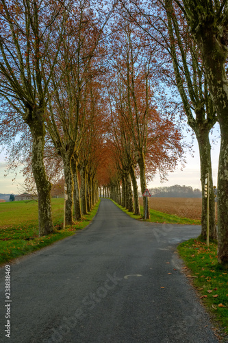 Carrefour de routes de campagne bordées de platanes, automne, Tarn, Occitanie, France