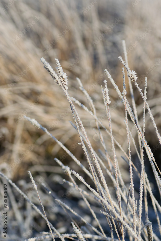 Fototapeta premium Frosty grass in the field in cold winter morning, in Finland.