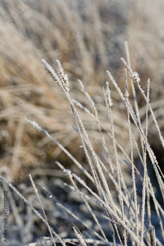 Frosty grass in the field in cold winter morning, in Finland.