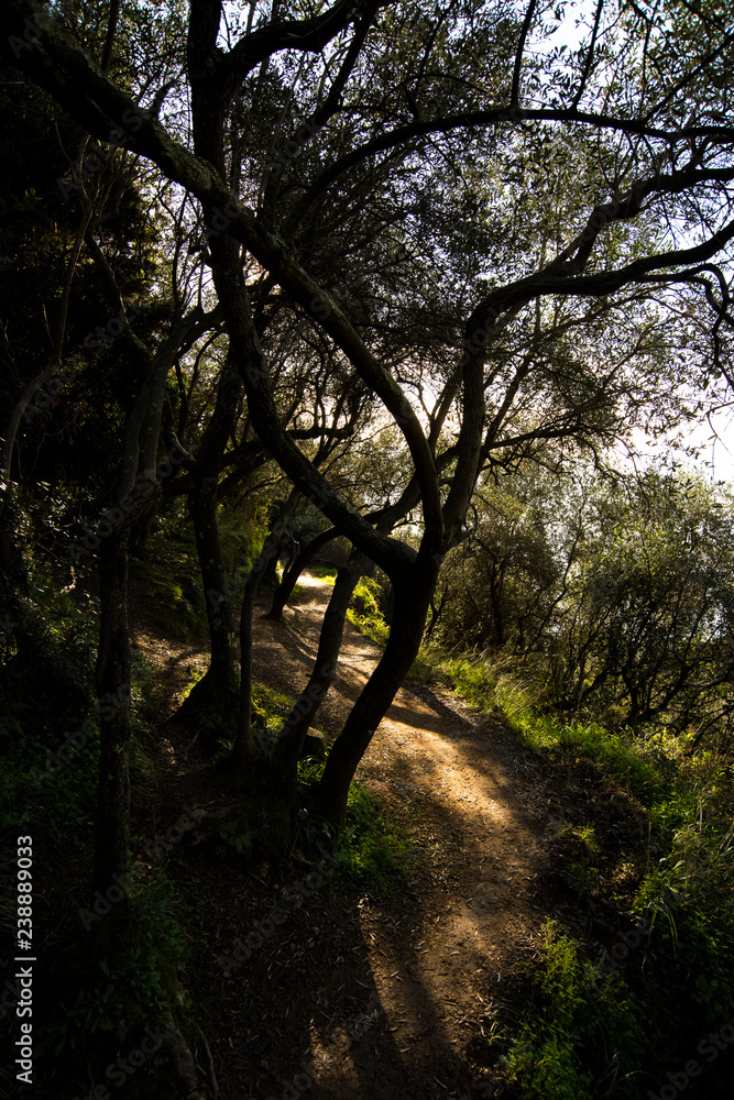 Obraz premium woodland