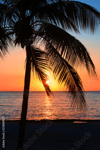 Beautiful sunset on the beach, sun goes down to the sea. Palm on the bayshore. Calm ambient, rest and relaxation concept. Stunning view to the horizon. Outdoors, copy space.