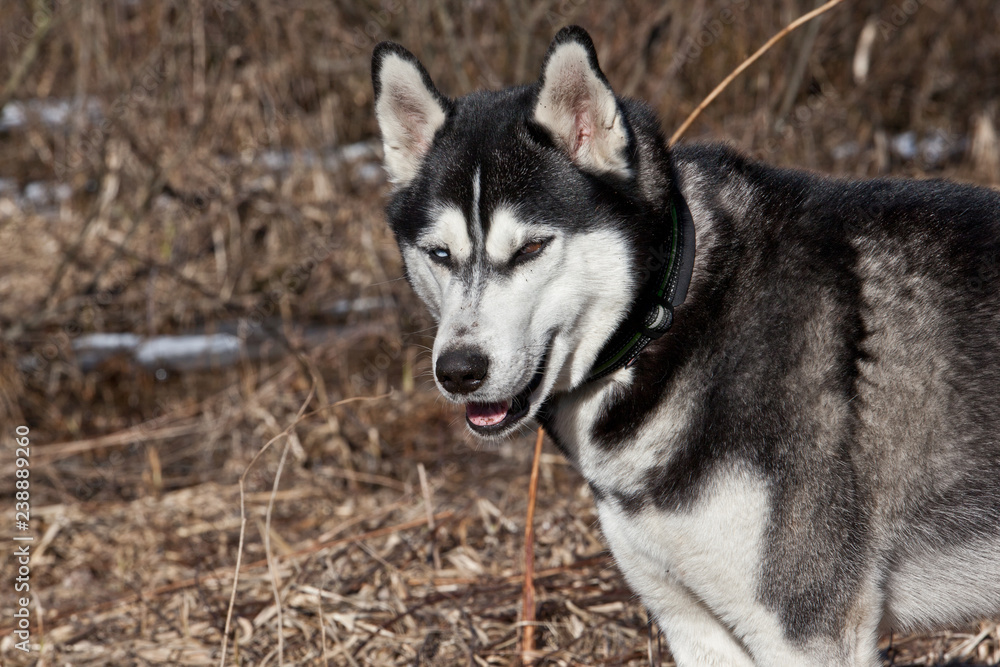 Dog breed Siberian Husky portrait on nature
