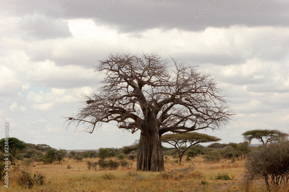 a beautiful baobab tree in the Serengeti, Tanzania a beautiful baobab tree in the Serengeti, Tanzania