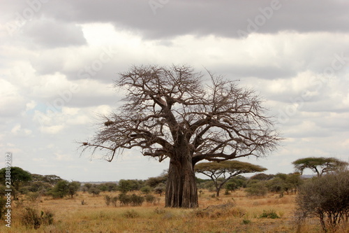 a beautiful baobab tree in the Serengeti, Tanzania