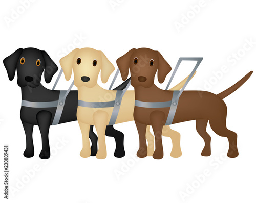 Labrador retriever guide dogs with harnesses - Black, Golden and Chocolate