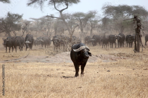 a water buffalo breaks from the herd in the Serengeti, Tanzania © Allison