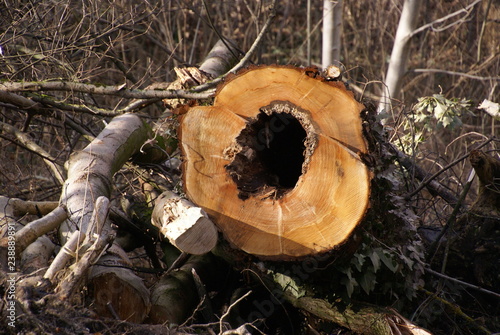 Gefällter Morscher Baum 201818 photo