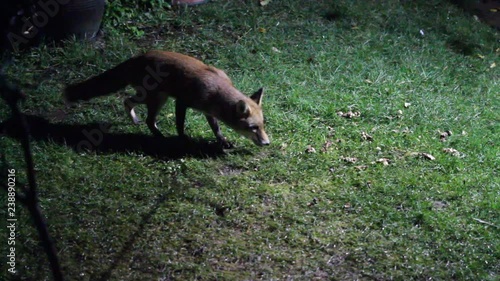 Fox feeding in urban garden at night. photo