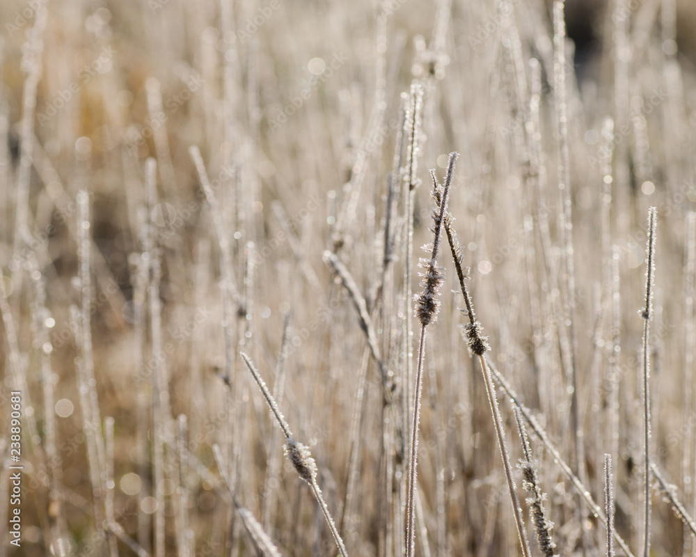 Obraz premium Orange life buoy at lake shore in winter.