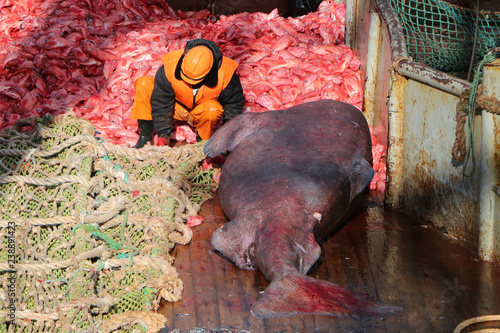 Bild auf Leinwand fisherman on the deck of a fishing vessel with a bunch of fish and a huge polar