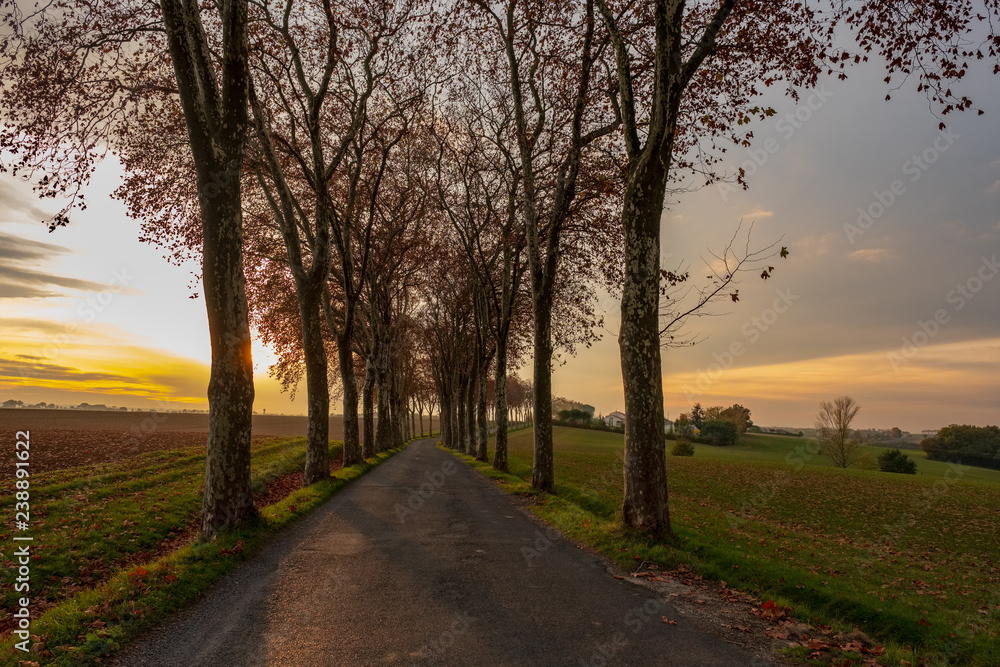 Route bordée de platanes avec champs labourés au coucher de soleil, automne, Tarn, France Route bordée de platanes avec champs labourés au coucher de soleil, automne, Tarn, France