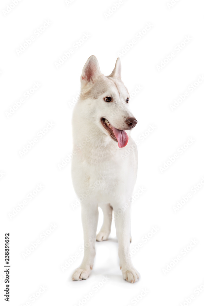 gorgeous siberian husky with tongue sticking out gorgeous siberian husky with tongue sticking out
