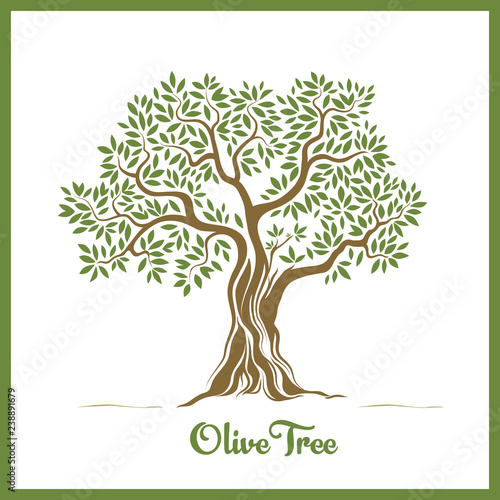 Olive tree / Zeytin ağacı