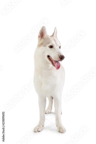 gorgeous siberian husky with tongue sticking out
