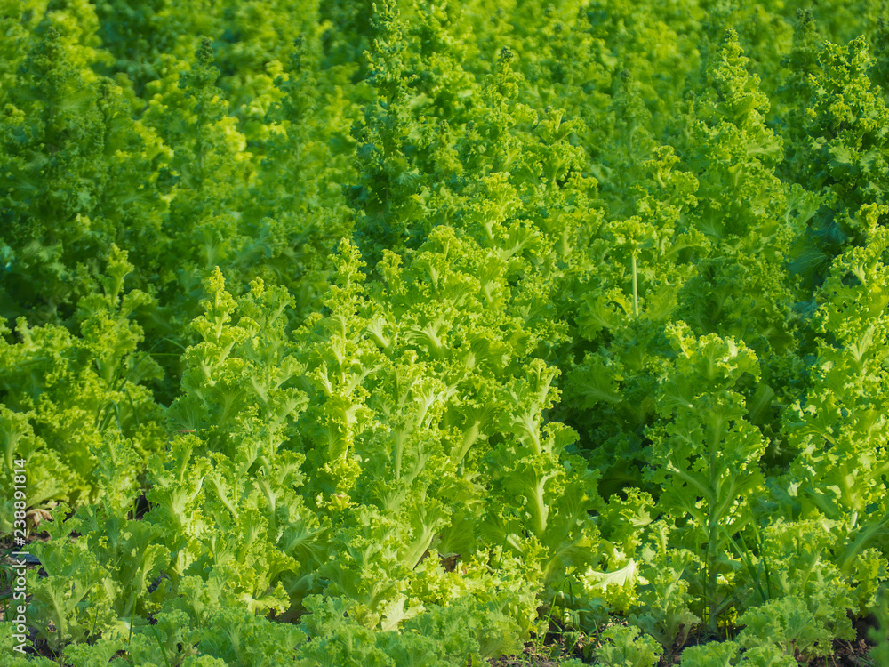 Growing vegetables And green leafy vegetables. It is a food for health lovers. Growing vegetables And green leafy vegetables. It is a food for health lovers.