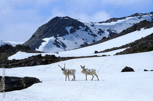 Two white reindeer on snow, Finnmark, Artic Norway