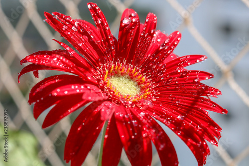 Red gerbera after the rain photo