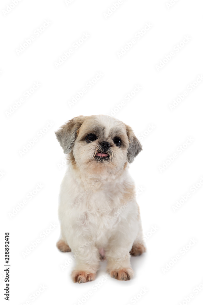 cute shih tzu dog with tongue sticking out sitting on the floor