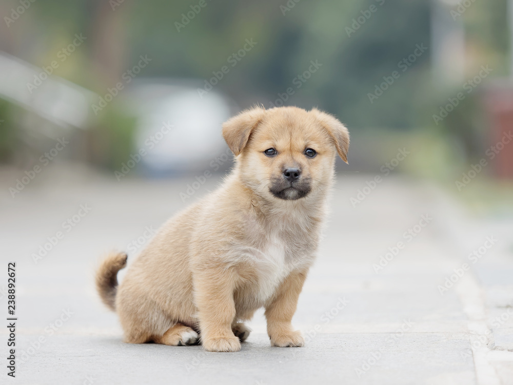 Adorable brown puppy dog sit on the road and look at camera.