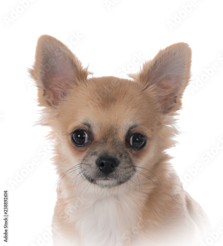 chihuahua male puppy