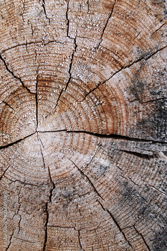 Fototapeta premium The old wood texture with natural patterns. Cross-section of the old tree