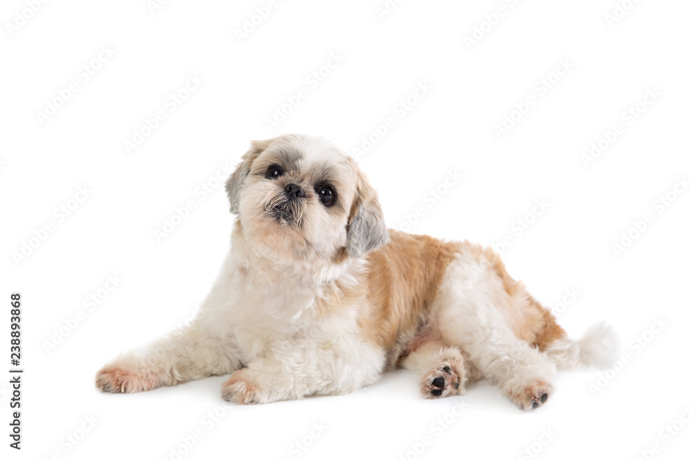 Fototapeta premium cute lazy shih tzu dog lying on the floor