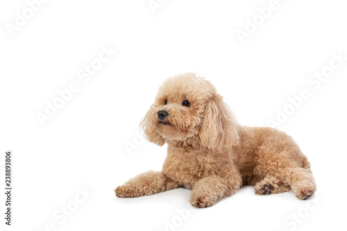 curly-haired poodle lying on the floor