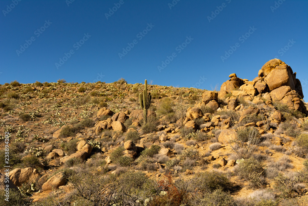 Southwestern desert scene with Saguaro cactus and arid landscape in Skull Valley, near Prescott, Arizona