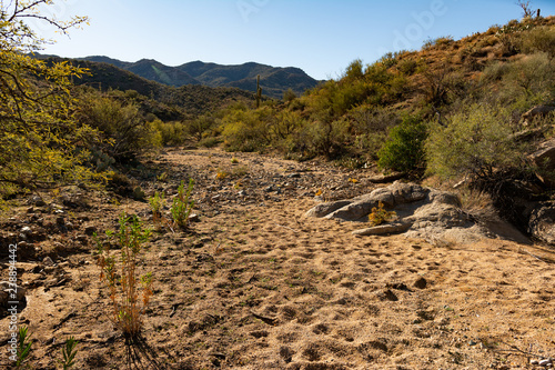 Dry wash stream bed and cactus in the arid desert near Prescott, Arizona