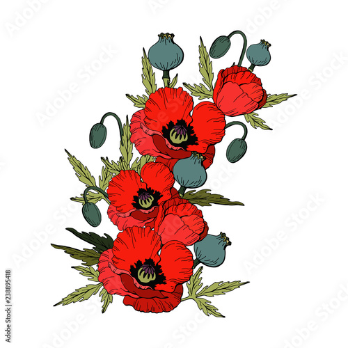 Fototapeta Naklejka Na Ścianę i Meble -  Bouquet of Poppy flowers. Red poppies isolated on white background, vector