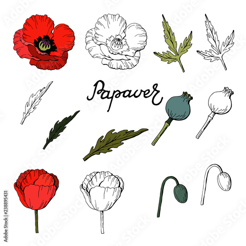 Fototapeta Naklejka Na Ścianę i Meble -  Set of Hand drawn elements of Poppies,Vector