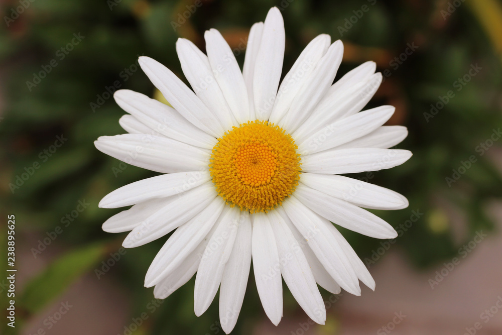 Ox-eye oxeye daisy flower leucanthemum vulgare close up with wild wildflower Ox-eye oxeye daisy flower leucanthemum vulgare close up with wild wildflower