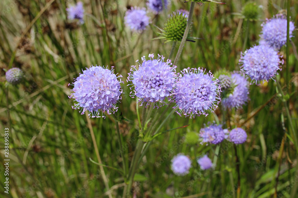 Jasione montana sheep's bit blue daisy flower in bloom bumblebee meadow close up Jasione montana sheep's bit blue daisy flower in bloom bumblebee meadow close up