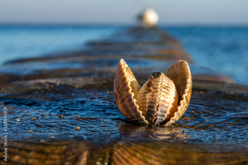 Fototapeta premium shells on a stage at the baltic beach