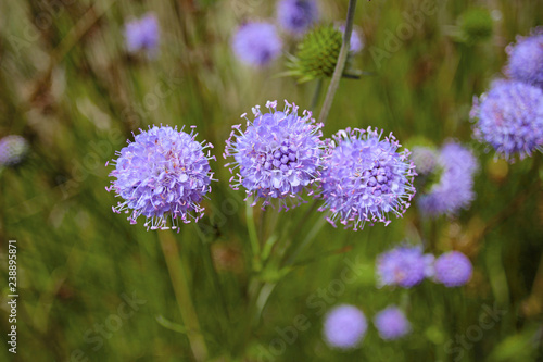 Jasione montana sheep s bit blue daisy flower in bloom bumblebee meadow close up