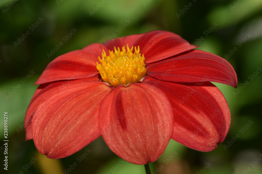 The red flower of Echinacea The red flower of Echinacea