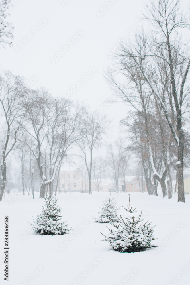 Christmas trees in the snow Christmas trees in the snow