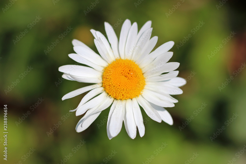 Ox-eye oxeye daisy flower leucanthemum vulgare close up with wild wildflower Ox-eye oxeye daisy flower leucanthemum vulgare close up with wild wildflower