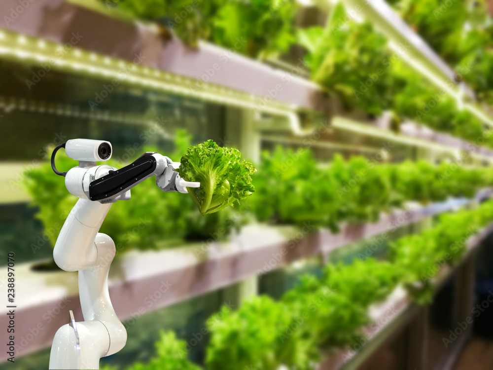 Smart robotic farmers in agriculture futuristic robot automation to vegetable farm - obrazy, fototapety, plakaty 