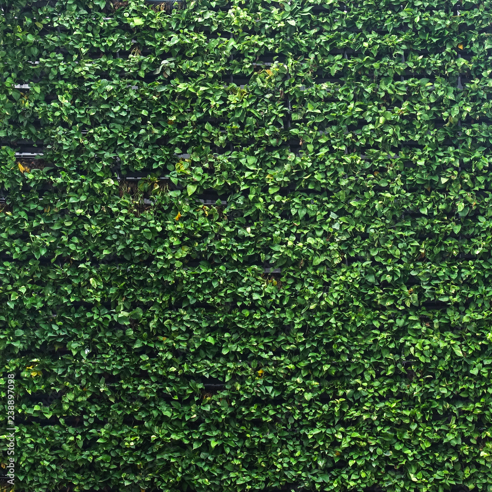 Vertical garden lush green wall pattern surface texture. Close-up of  exterior natural material for design decoration background Stock Photo