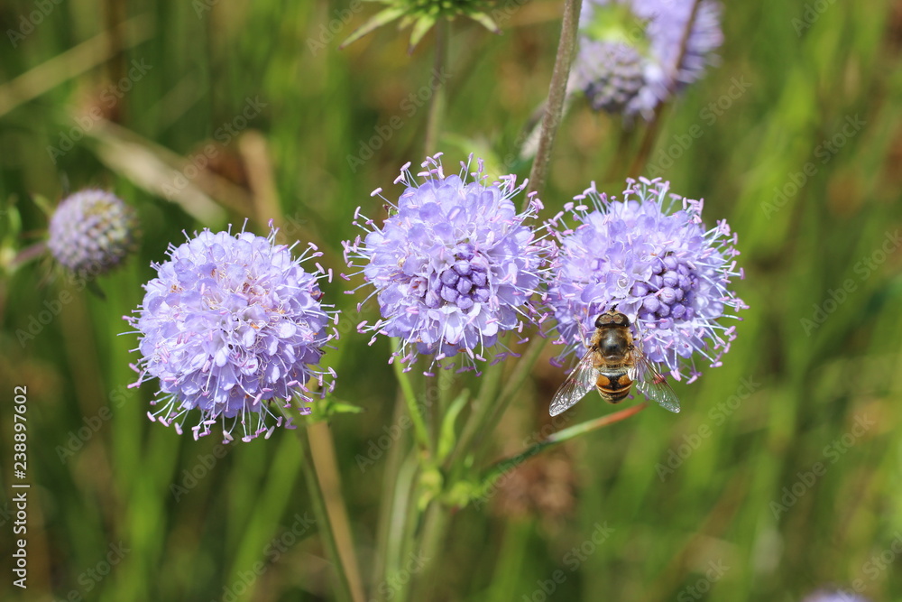 Jasione montana sheep's bit blue daisy flower in bloom bumblebee meadow close up Jasione montana sheep's bit blue daisy flower in bloom bumblebee meadow close up