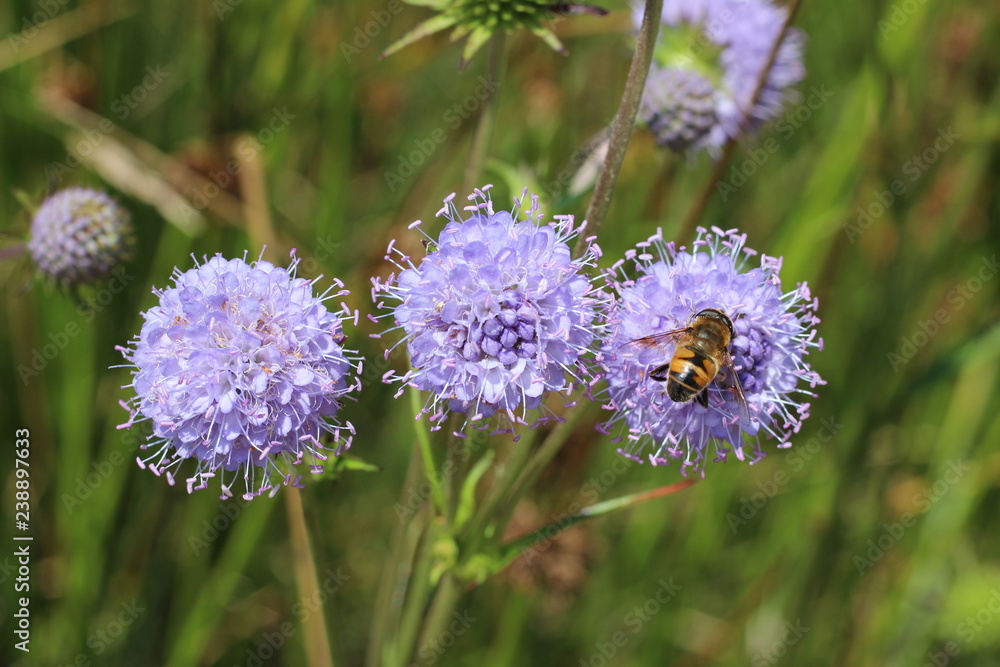 Jasione montana sheep's bit blue daisy flower in bloom bumblebee meadow close up Jasione montana sheep's bit blue daisy flower in bloom bumblebee meadow close up