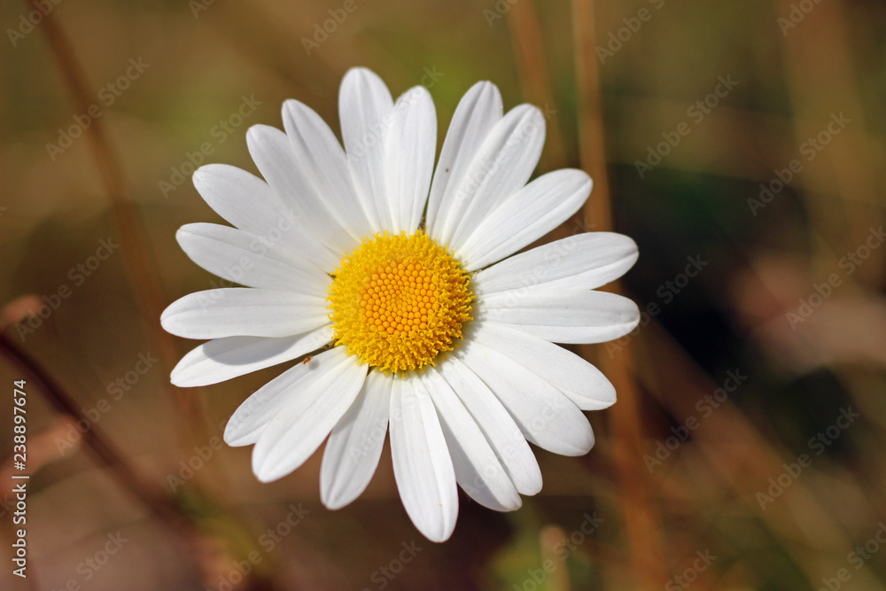 Fototapeta premium Ox-eye oxeye daisy flower leucanthemum vulgare close up with blurred background wild wildflower